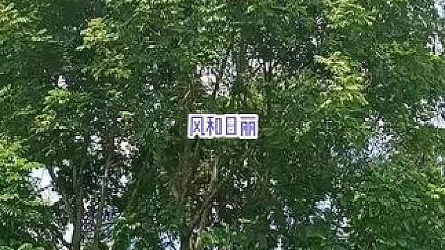 枝繁叶茂的大树