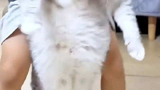 近期两只大体型猫咪先后引发热议，电竞选手无畏的爱猫发财、网红猫咪大壮，都凭借夸张体型收获大量关注。
