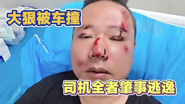 大狠被车撞 司机全者肇事逃逸 不凡和虎子陪伴