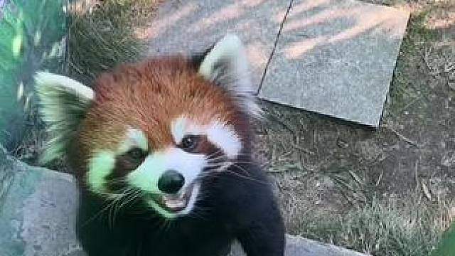 这是什么猫？ 好漂亮好粘人的猫，
