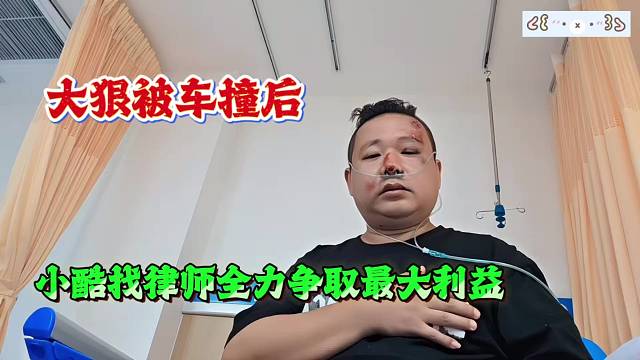 大狠被车撞后，小酷找律师全力争取最大利益