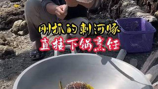 靠海吃海，刚抓的刺河豚和海蛭，看海边人怎么做美食吃