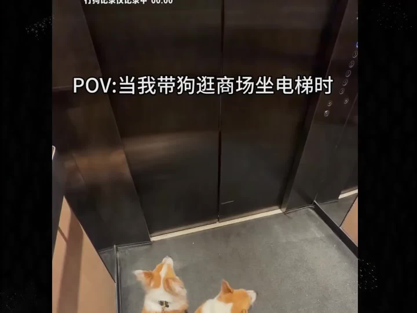 当遇到坐电梯的狗狗#萌宠解说#萌宠来袭#萌宠搞笑