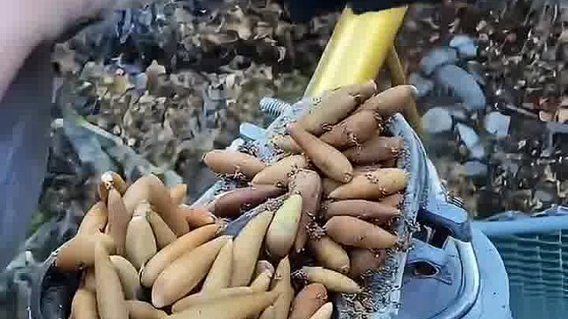 这是啥果实呀