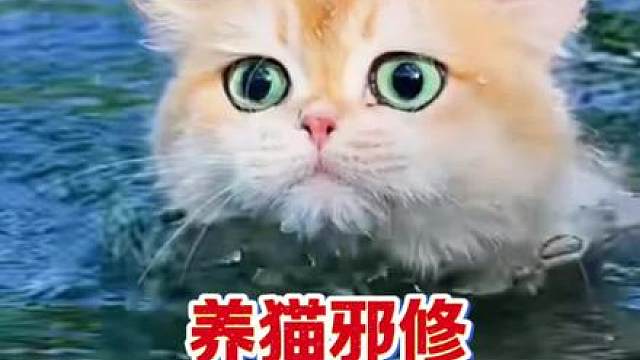 夏天养猫秘籍，邪修养猫，新手必看！