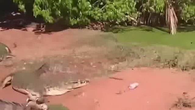 鳄鱼太狠了
