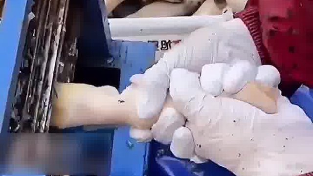 给羊蹄剪指甲，拽不住咋办