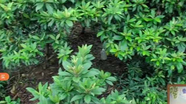 不太可能吧，中国BOY和TIM都是很懂场合分寸的人，互联网的老玩家了，知道是直播也不会随便跟人起冲突