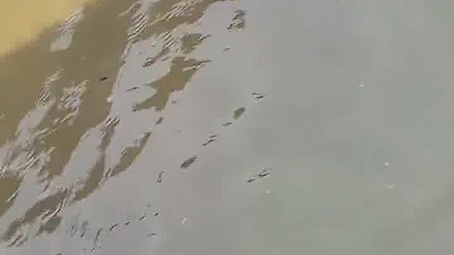 这回里面外面都能游泳了
