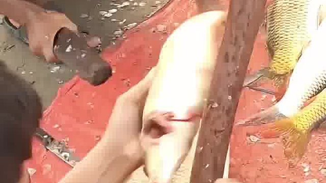 印度清理鱼