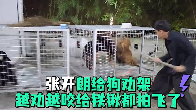 张开郎给狗劝架越劝越咬给铁锹都拍飞了