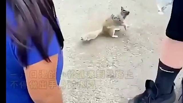 在旅游景点被一只松鼠拦住讨要水喝 #萌宠出道计划 #
