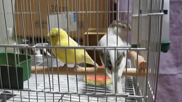 两夫妻吵架后都不想互看一眼了