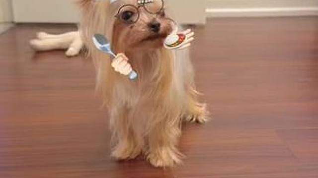 小型犬可爱日常