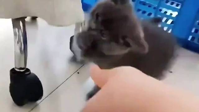 猛猫#蓝猫不好惹