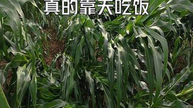 天不遂人愿 昨晚一场大暴雨，玉米倒了一地。农民的日子，真的靠天吃饭。