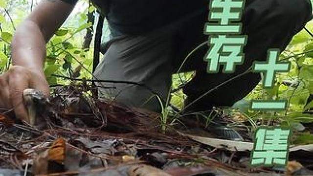 丛林生存十一集： 连续的下雨丛林的蘑菇也开始生长了，今天简简单单吃个小鸡炖蘑菇