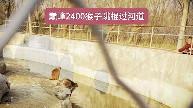 高端局高分段的猴子天花板跳棍技术