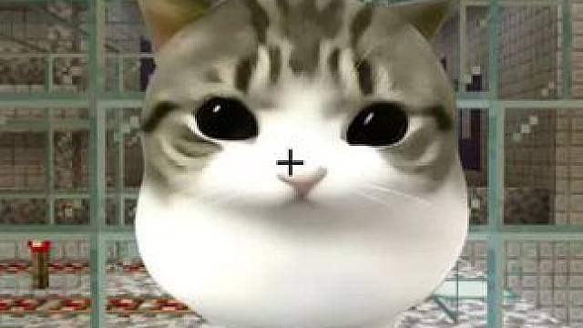 今天我们挑战的是OMG小猫