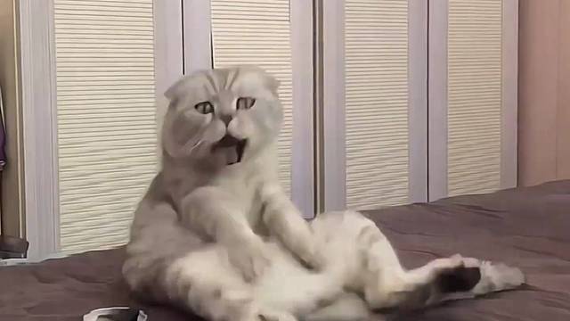 萌宠搞笑