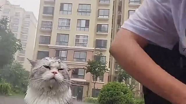 一只喜欢待在户外的猫咪