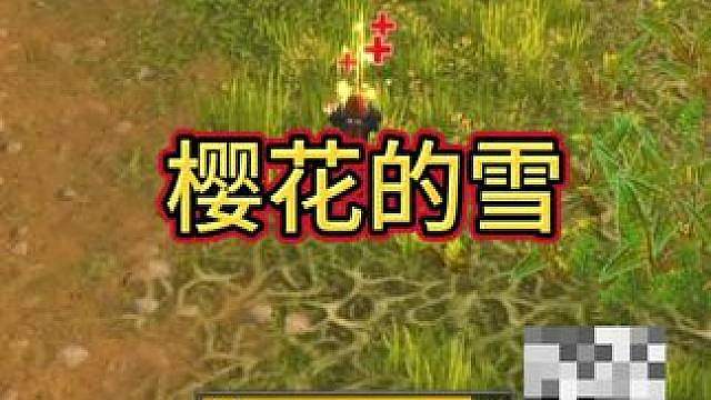 樱花的雪