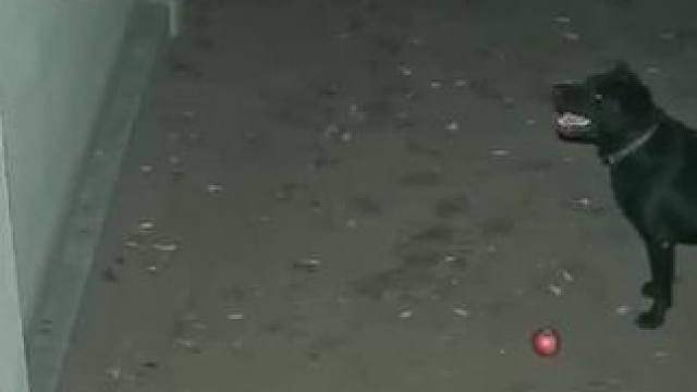 狗：没办法他给的实在太多了