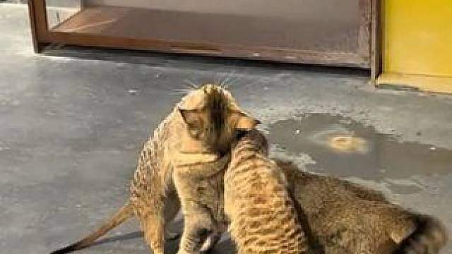 猫：睁大眼睛瞧好了