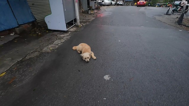 路上的狗狗