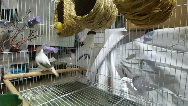 刚放了2条番薯和4根磨牙棒，小鸟看起来还是挺开心的
