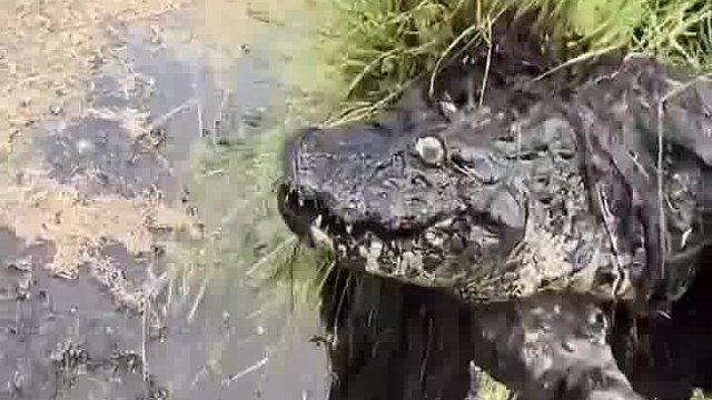 挖到一条鳄鱼！