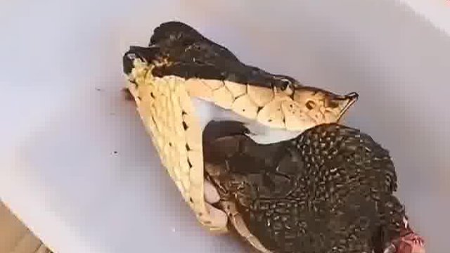 五步蛇头被砍下来，还能咬人