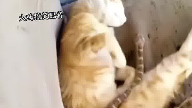 猫的心里阴影，被吓一跳