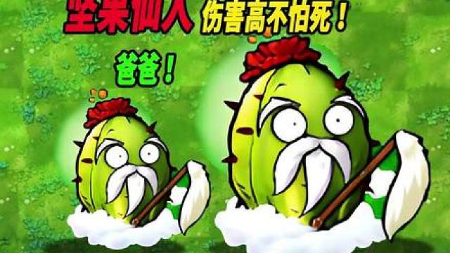 植物小表弟坚果仙人：号称杂交版最强坚果，没有之一