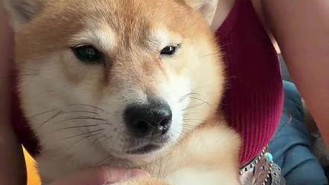 喜欢我的战斗犬吗？ 
哈哈哈哈一整个僵硬住，战斗吧！柴柴！（指甲太难剪掉了，它一碰就跟杀猪一样！）