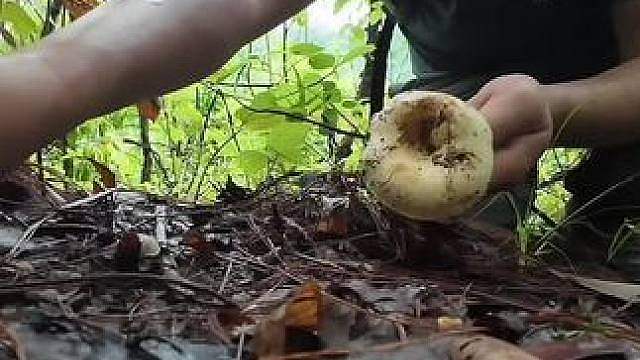 丛林生存十二集： 早上捡的菌子摔跤全部摔碎了，为了能吃上小鸡炖蘑菇只能在丛林收集材料编制工具继续去捡