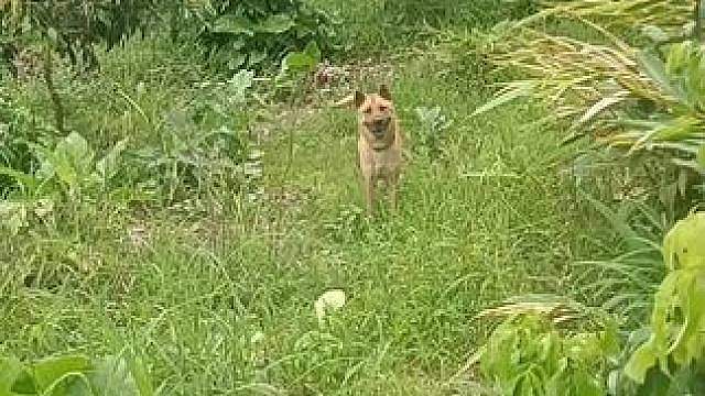 田野犬