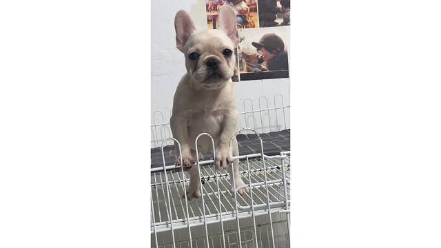 奶油妹妹块三个月了俩针疫苗