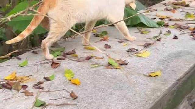 关注到这个流浪小母猫是因为捡到了她当时生病的儿子小长安。
​这一个月来陆陆续续遇到了她两次。
​这次