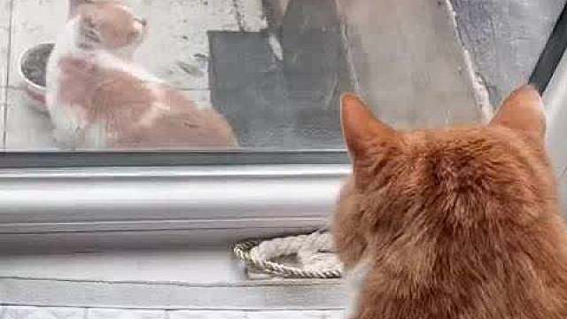 被收养小猫看见妈妈还在流浪
 ​​​