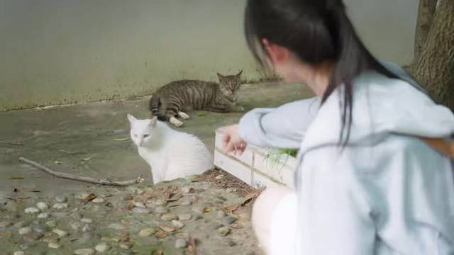 同学这是你的猫吗