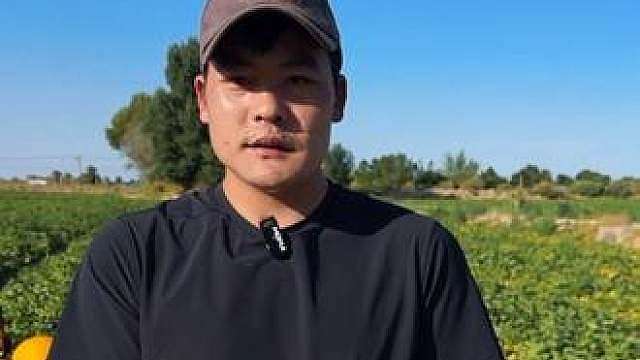明天下午六点半，溯源直播，甜甜的民勤蜜瓜，不见不散。
