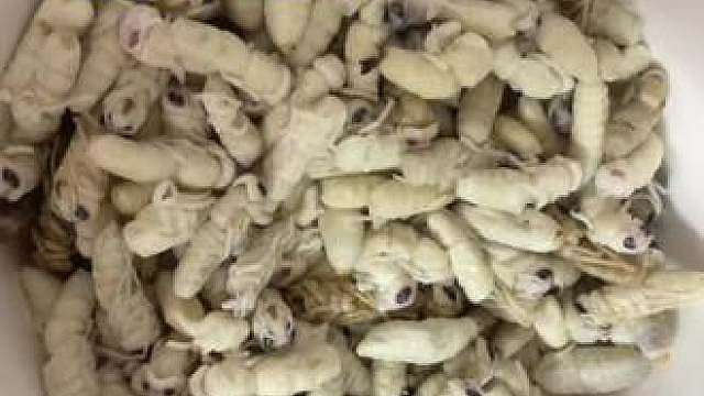 大山里的“白色黄金”，一口爆浆的鲜甜，你敢来挑战吗？