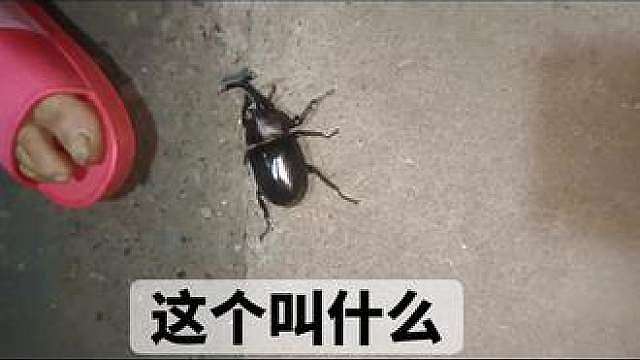 恋人怀中樱花草在耦园具象了