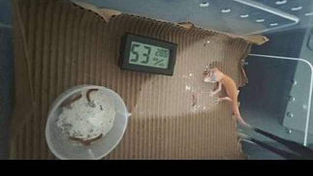 小宝的第一次捕食，轻轻松松
