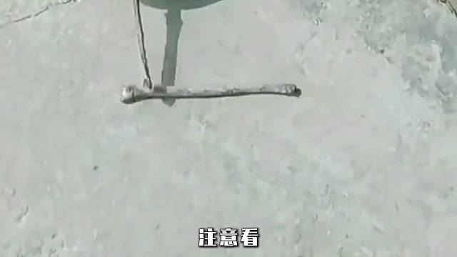 原来动物也会开隐身挂啊！ #动物 #动物世界 #动物成精