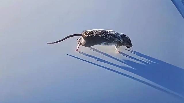 鼠鼠：来之前也没人告诉我有锁头啊… #离谱 #灭鼠 #逆天 #鼠鼠