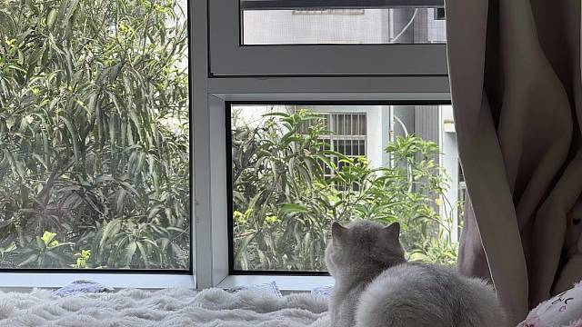 亲爱的咪咪 你也在思虑明天的路该往哪里走吗？
