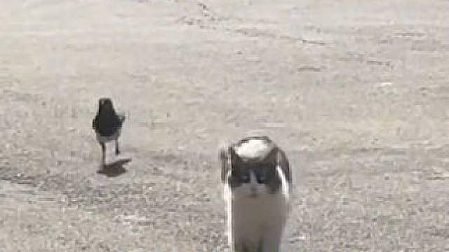 小猫：妈 她们的嘲笑声好大啊