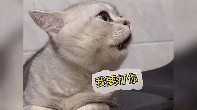 讲人话的猫咪是怎样的？